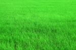 Green Rice Field Stock Photo