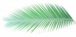 Palm Leaf Isolated On White Background Stock Photo