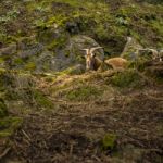 Goat Outside During The Day Time Stock Photo