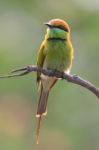 Green Bee Eater Stock Photo