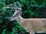 Beautiful Background With A Wild Male Deer With The Horns Stock Photo