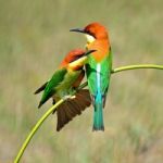 Chestnut-headed Bee-eater Stock Photo