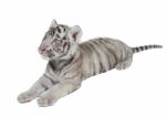 Baby White Tiger Stock Photo