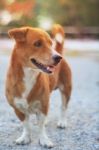 Portrait Of A Cute Brown Dog Outdoor Stock Photo