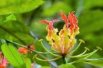 Gloriosa Superba Or Climbing Lily Flower Stock Photo