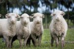 Herd Of Sheep Stock Photo