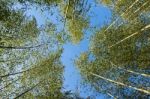 Bamboo Forest Stock Photo