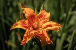 Orange Lily Flowering In Sussex Stock Photo