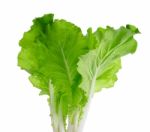 Lettuce Leaves Isolated On White Background Stock Photo