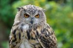 Eurasian Eagle-owl (bubo Bubo) Stock Photo