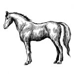 Freehand Sketch Illustration Of Horse Stock Photo