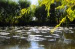 Autumn Scenery Near A Lake With Yellow Leaves On  Trees In Fall Stock Photo