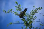 Pigeon Sitting On Tree Branch Stock Photo