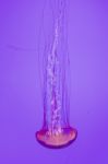 Beautiful Pacific Sea Nettle Stock Photo