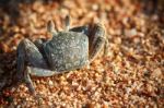 Red Sea Ghost Crab, Ocypode Saratan Stock Photo