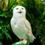 Snowy Owl Stock Photo