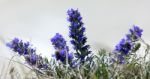 Viper's Bugloss (echium Vulgare) Growing On The Cliff Edge Near Stock Photo