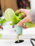 Organic Hydroponic Vegetable On Hand Stock Photo