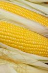 Sweet Corn Stock Photo