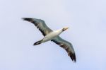 Waved Albatross Flying In Galapagos Stock Photo