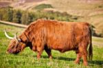 Highland Angus Cow Stock Photo