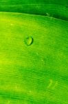 Dew On A Green Leaf Beautifully Detailed Stock Photo