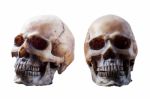 Skull On A White Background Stock Photo