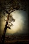 A Tree On The Beach When Low Tide Stock Photo