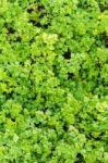 Coriander Leaf Texture Background Stock Photo