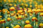 Tiger Eye French Marigold Stock Photo