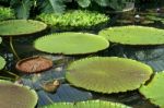 Lotus Flower (nelumbo Nucifera) Stock Photo