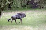 Blue Wildebeest Or Brindled Gnu (c. Taurinus) Stock Photo