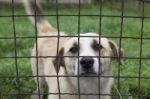 Dog Behind A Fence Stock Photo