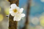 White Apricot Blossom Flower Stock Photo