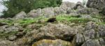 Tasmanian Devil Found During The Day In Tasmania Stock Photo