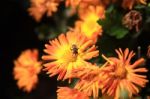 Bee Sitting On Yellow Flower Stock Photo