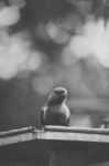 Rainbow Lorikeet Stock Photo