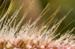 Dew On Leaves Stock Photo