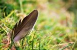 Feather Stock Photo