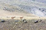 Pronghorn (antilocapra Americana Stock Photo