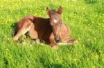 Foal Lying Down Stock Photo