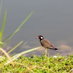 Red-wattled Lapwing Stock Photo