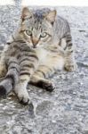 Domestic Cat On A Funny Pose Stock Photo