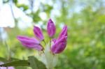 Rhododendron Stock Photo