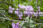 The Cyclamen Blooming In Israel	 Stock Photo