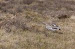 Eurasian Curlew (numenius Arquata) Stock Photo