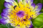 Water Lily On A Pond Stock Photo