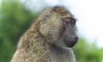 Background With A Funny Baboon Looking Aside Stock Photo