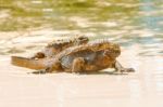 Marine Iguana On Galapagos Islands Stock Photo