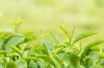 Green Tea Bud And Fresh Leaves. Tea Plantations Stock Photo